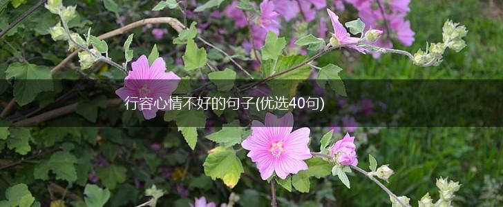 行容心情不好的句子(优选40句),第1张