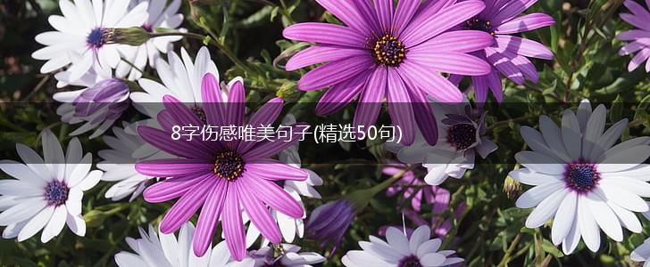 8字伤感唯美句子(精选50句),第1张
