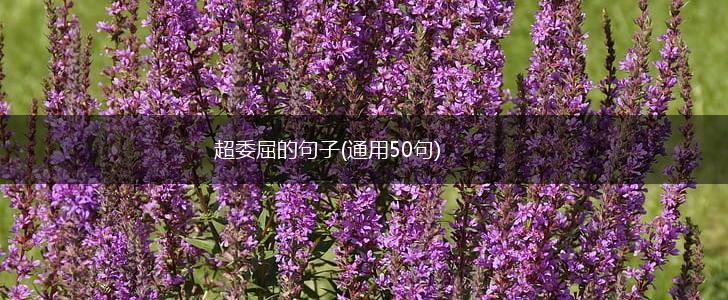 超委屈的句子(通用50句),第1张