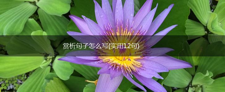 赏析句子怎么写(实用12句),第1张