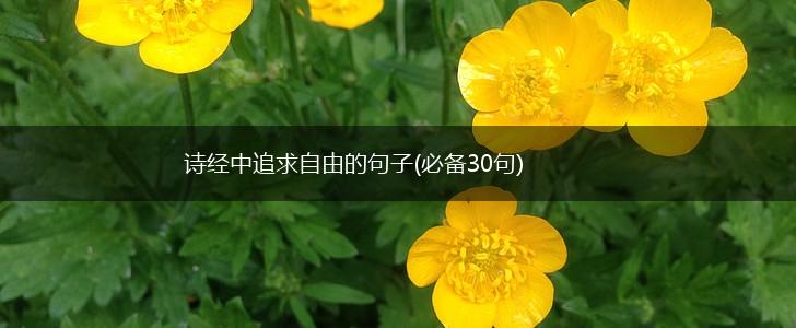 诗经中追求自由的句子(必备30句),第1张 诗经中追求自由的句子(必备30句),第1张