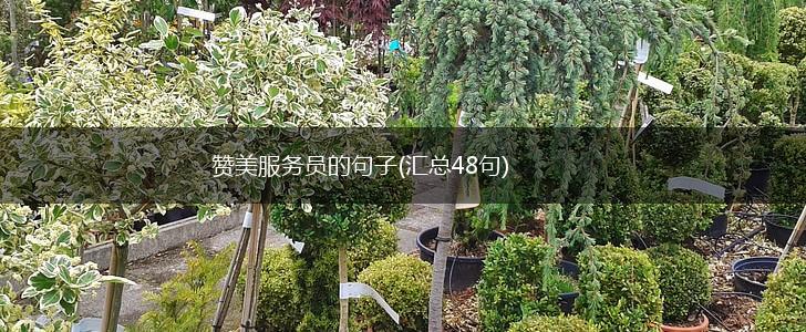 赞美服务员的句子(汇总48句),第1张