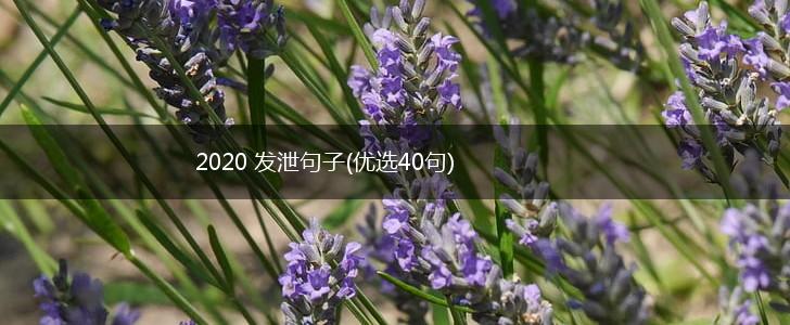 2020 发泄句子(优选40句),第1张