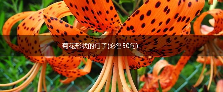 菊花形状的句子(必备50句),第1张
