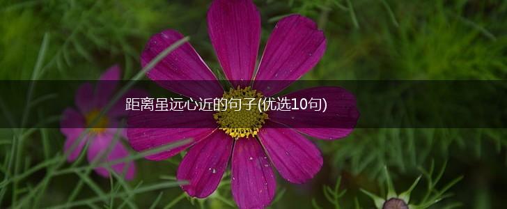 距离虽远心近的句子(优选10句),第1张