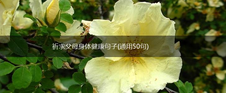 祈求父母身体健康句子(通用50句),第1张