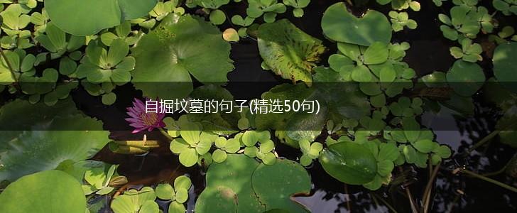 自掘坟墓的句子(精选50句),第1张