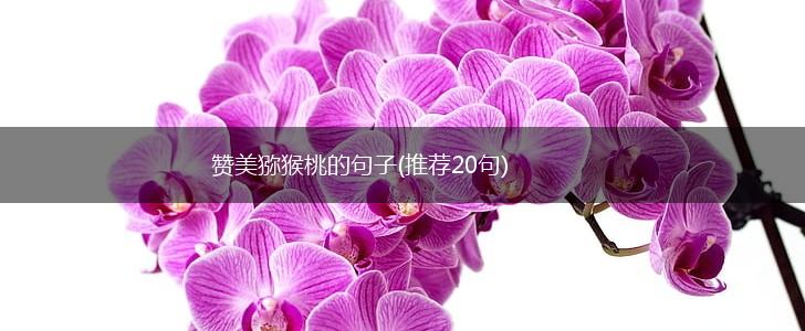 赞美猕猴桃的句子(推荐20句),第1张