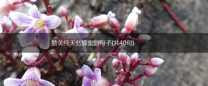 赞美纯天然蜂蜜的句子(共40句),第1张