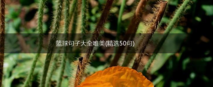 篮球句子大全唯美(精选50句),第1张
