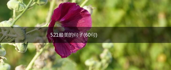 521最美的句子(60句),第1张