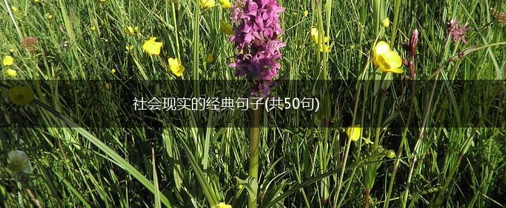 社会现实的经典句子(共50句),第1张