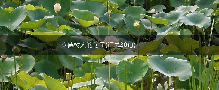 立德树人的句子(汇总30句),第1张