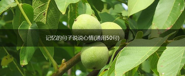 记忆的句子说说心情(通用50句),第1张