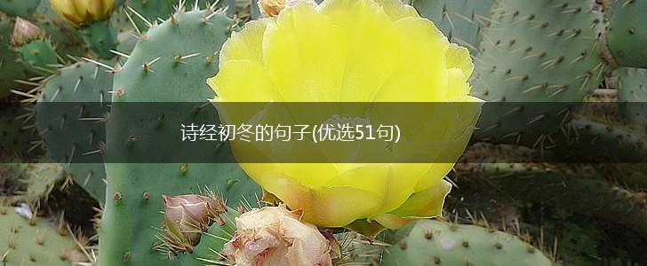 诗经初冬的句子(优选51句),第1张
