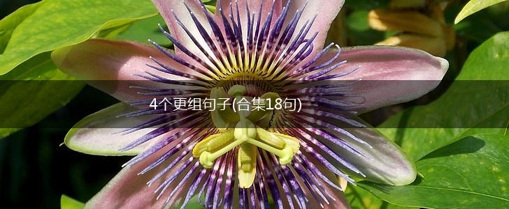 4个更组句子(合集18句),第1张