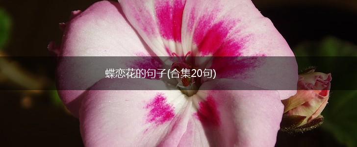 蝶恋花的句子(合集20句),第1张