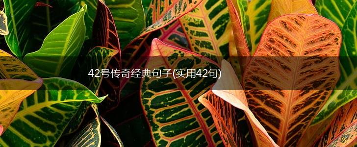 42号传奇经典句子(实用42句),第1张