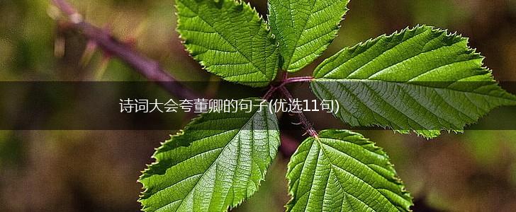 诗词大会夸董卿的句子(优选11句),第1张