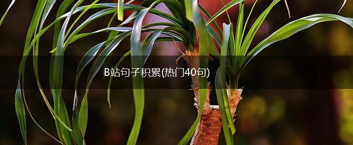 B站句子积累(热门40句),第1张