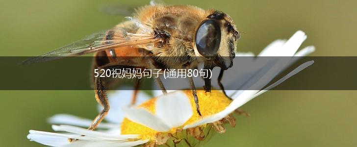 520祝妈妈句子(通用80句),第1张