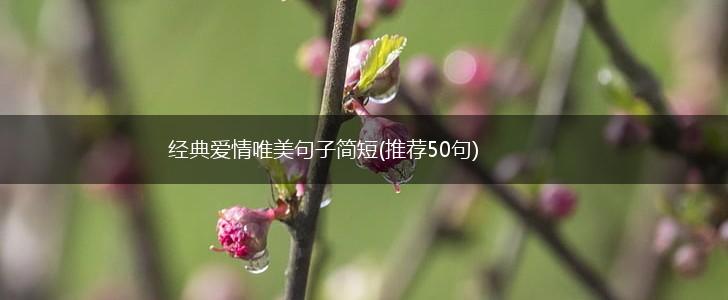 经典爱情唯美句子简短(推荐50句),第1张