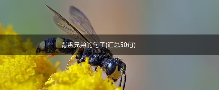背叛兄弟的句子(汇总50句),第1张