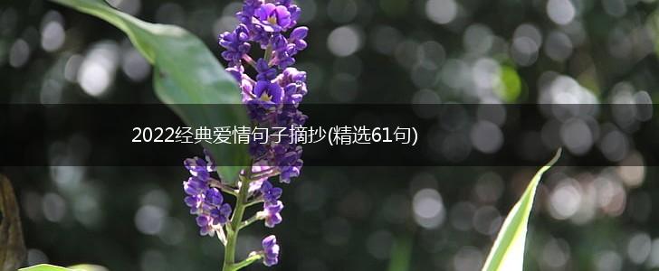 2022经典爱情句子摘抄(精选61句),第1张