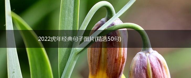 2022虎年经典句子图片(精选50句),第1张