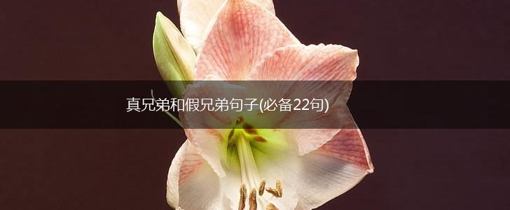 真兄弟和假兄弟句子(必备22句),第1张