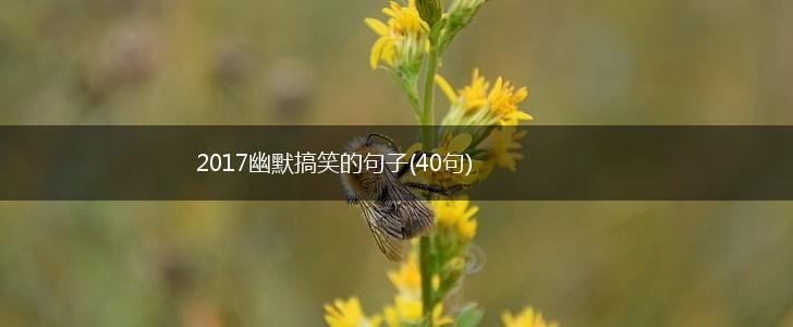 2017幽默搞笑的句子(40句),第1张