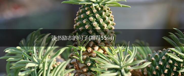 读书励志的句子(推荐55句),第1张