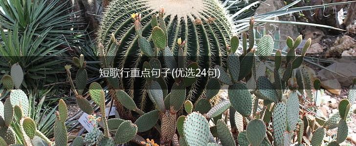 短歌行重点句子(优选24句),第1张