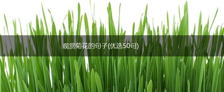 观赏菊花的句子(优选50句),第1张