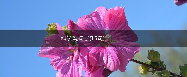 科学 写句子(15句),第1张