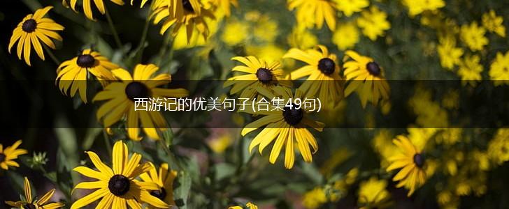 西游记的优美句子(合集49句),第1张