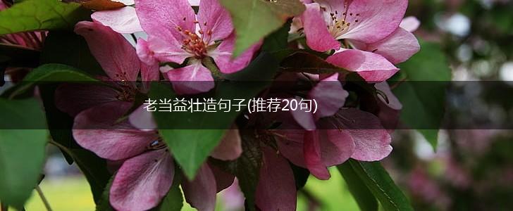老当益壮造句子(推荐20句),第1张