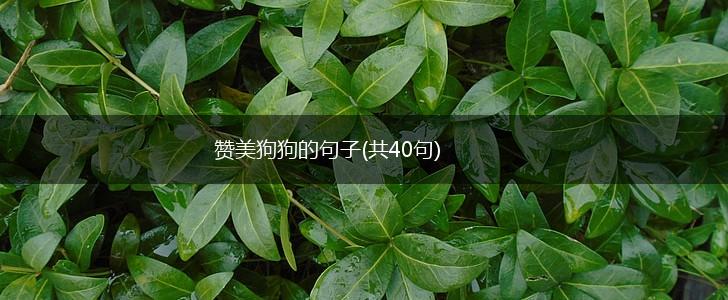 赞美狗狗的句子(共40句),第1张