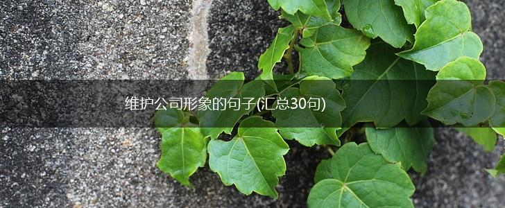 维护公司形象的句子(汇总30句),第1张