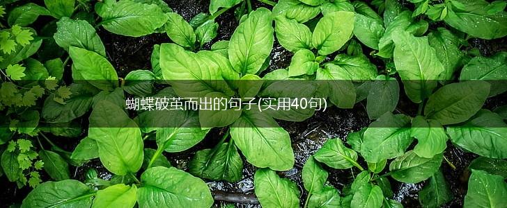 蝴蝶破茧而出的句子(实用40句),第1张