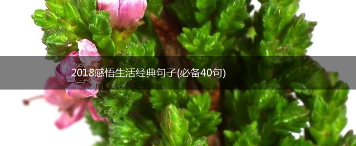 2018感悟生活经典句子(必备40句),第1张