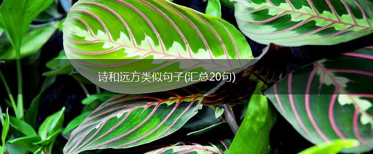 诗和远方类似句子(汇总20句),第1张