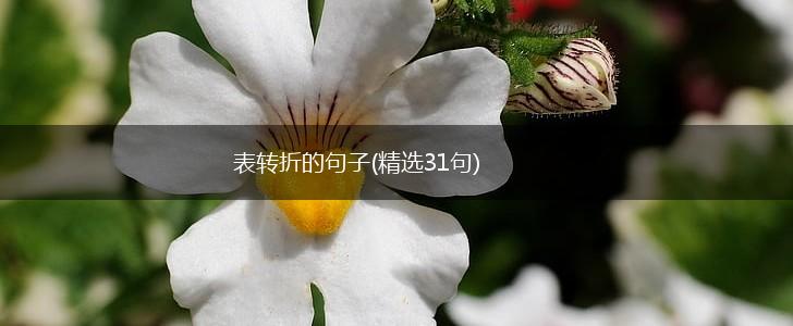 表转折的句子(精选31句),第1张