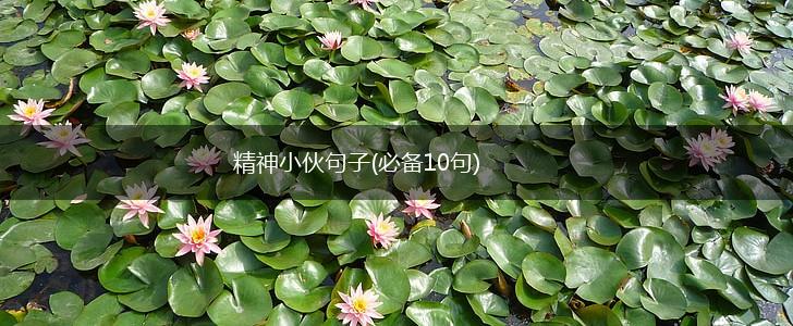 精神小伙句子(必备10句),第1张