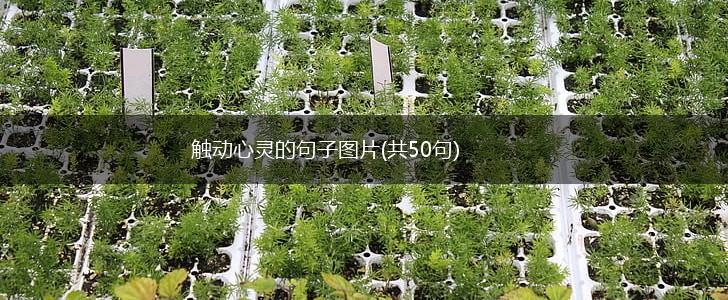 触动心灵的句子图片(共50句),第1张