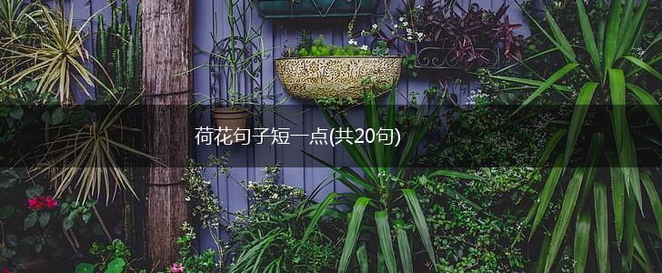 荷花句子短一点(共20句),第1张