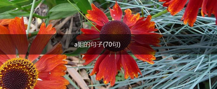 a姐的句子(70句),第1张