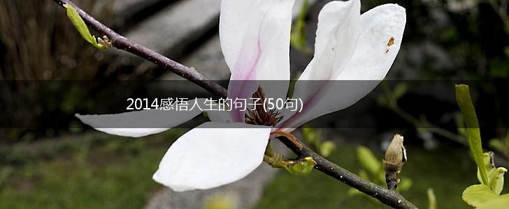 2014感悟人生的句子(50句),第1张
