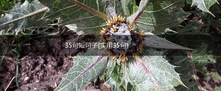 35句短句子(实用35句),第1张