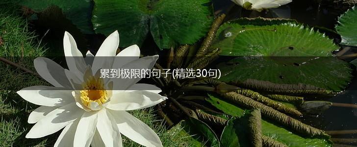 累到极限的句子(精选30句),第1张